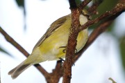 Lemon-bellied Flycatcher (Microeca flavigaster)